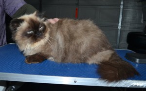 Tasha is a Himalayan. She had her fur shaved down, nails clipped and ears cleaned.