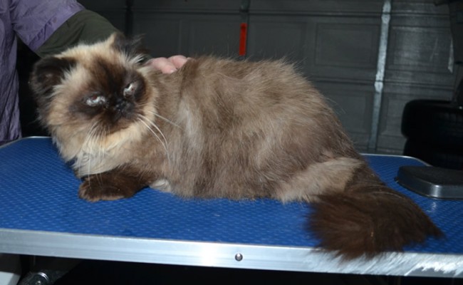 Tasha is a Himalayan. She had her fur shaved down, nails clipped and ears cleaned.