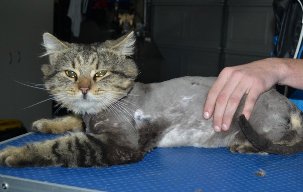 Pumba is a Medium hair domestic. He had his matted fur shaved down, nails clipped, ears cleaned, a wash n blow dry and got a nice warm jumper from us.