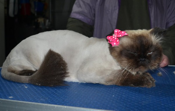 Tasha is a Himalayan. She had her fur shaved down, nails clipped and ears cleaned.