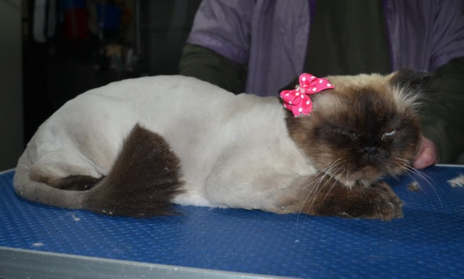 Tasha is a Himalayan. She had her fur shaved down, nails clipped and ears cleaned.