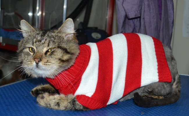 Pumba is a Medium hair domestic. He had his matted fur shaved down, nails clipped, ears cleaned, a wash n blow dry and got a nice warm jumper from us.