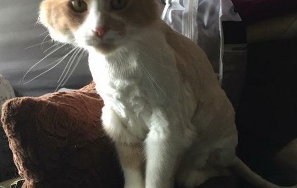Fats is a Medium hair domestic. He had his fur shaved down and nails clipped. He was a crazy cat, hence why the after pic was done at home.