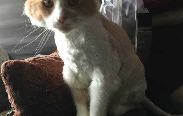 Fats is a Medium hair domestic. He had his fur shaved down and nails clipped. He was a crazy cat, hence why the after pic was done at home.