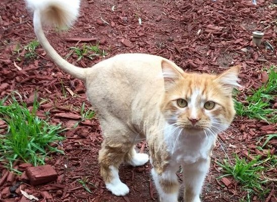 Tom is a Medium hair domestic. He had his fur shaved down, nails clipped and ears cleaned.