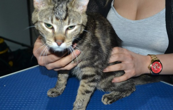 Raja is a Short Hair Domestic. He had his nails clipped, ears cleaned and a wash n blow dry.