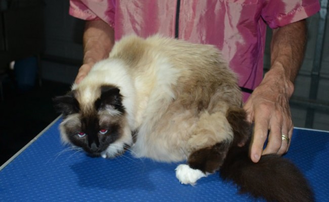 Star is a Birman. She had her fur shaved down, nails clipped, ears cleaned and a wash n blow dry.