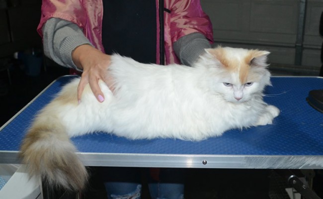 Chloe is a Ragdoll. She had her matted fur shaved down, nails clipped and ears cleaned.