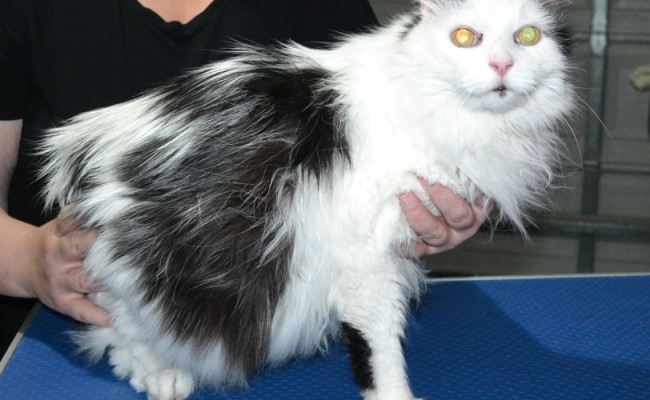 Corin is a Long hair domestic. He had his nails clipped, fur shaved down and ears cleaned.