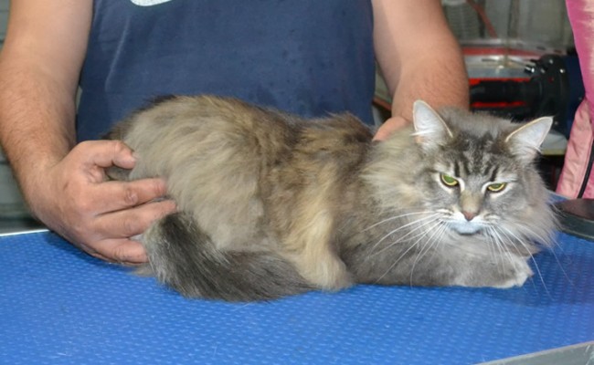 Cleo is a Medium Hair Domestic. She had her fur shaved down, nails clipped and ears cleaned.