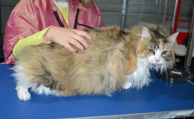 Andie is a Long hair domestic. She had her matted fur shaved down, nails clipped and ears cleaned.