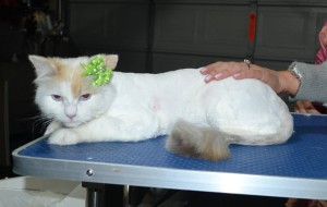 Chloe is a Ragdoll. She had her matted fur shaved down, nails clipped and ears cleaned.