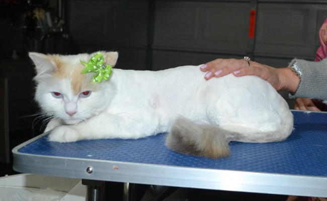 Chloe is a Ragdoll. She had her matted fur shaved down, nails clipped and ears cleaned.
