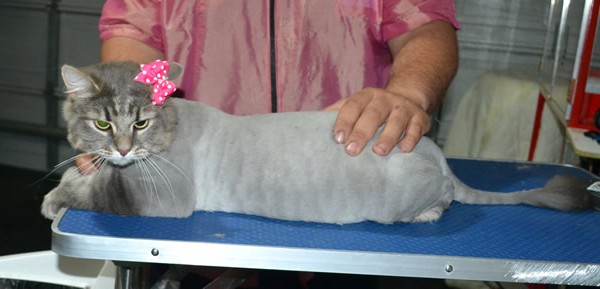 Cleo is a Medium Hair Domestic. She had her fur shaved down, nails clipped and ears cleaned.