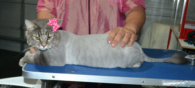 Cleo is a Medium Hair Domestic. She had her fur shaved down, nails clipped and ears cleaned.