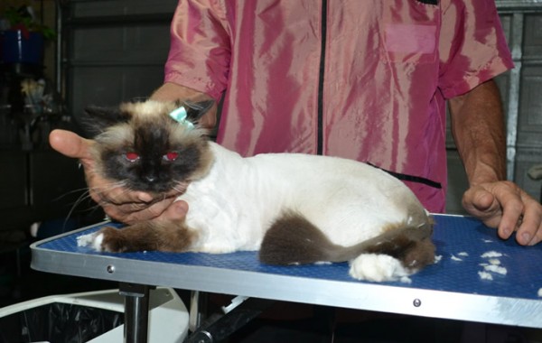Star is a Birman. She had her fur shaved down, nails clipped, ears cleaned and a wash n blow dry.