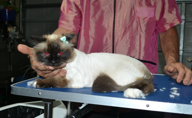 Star is a Birman. She had her fur shaved down, nails clipped, ears cleaned and a wash n blow dry.