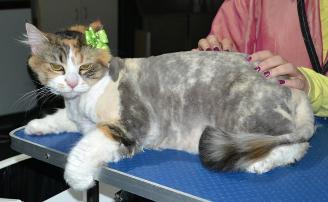 Andie is a Long hair domestic. She had her matted fur shaved down, nails clipped and ears cleaned.