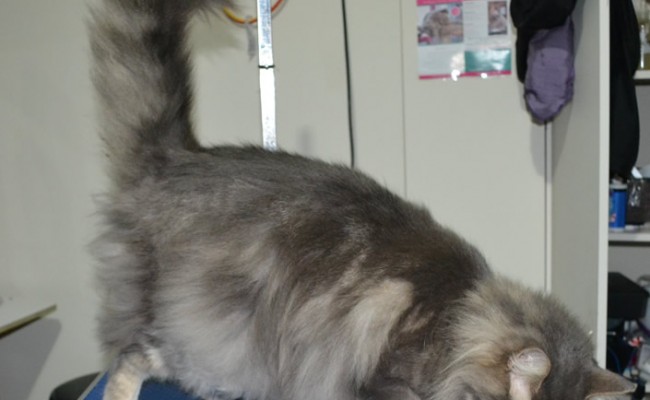 Ruben is a Domestic X Maincoone. He had his matted fur shaved down, nails clipped, ears cleaned and a wash n blow dry.