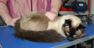 Milkshake is a Ragdoll. He had his fur shaved down, nails clipped, ears cleaned and a wash n blow dry.