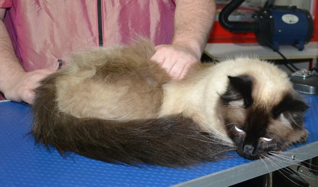Milkshake is a Ragdoll. He had his fur shaved down, nails clipped, ears cleaned and a wash n blow dry.