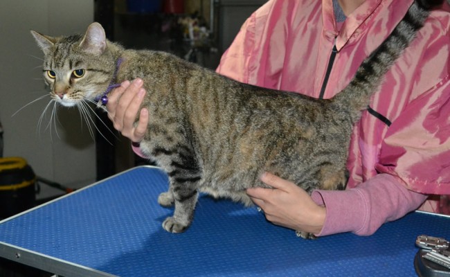 Nathan is a Short hair domestic. He had his fur shaved down, nails clipped ears cleaned.