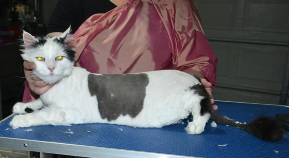 Corin is a Long hair domestic. He had his nails clipped, fur shaved down and ears cleaned.