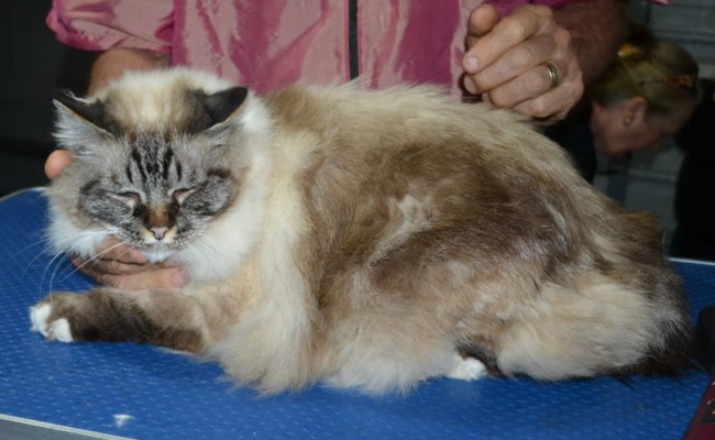 Shiva is a Birman. He had his fur shaved down, nails clipped, ears cleaned and a wash n blow dry.