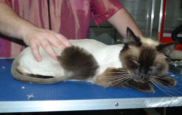 Milkshake is a Ragdoll. He had his fur shaved down, nails clipped, ears cleaned and a wash n blow dry.