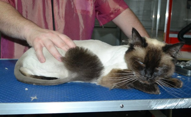 Milkshake is a Ragdoll. He had his fur shaved down, nails clipped, ears cleaned and a wash n blow dry.