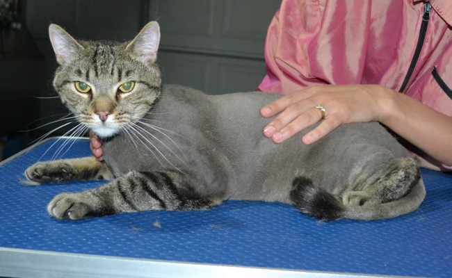 Nathan is a Short hair domestic. He had his fur shaved down, nails clipped ears cleaned.