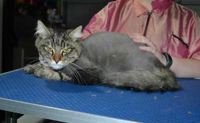 Bear is a Long hair domestic. He had his matted fur shaved down, Nails clipped, ears cleaned and a wash n blow dry.