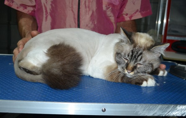 Shiva is a Birman. He had his fur shaved down, nails clipped, ears cleaned and a wash n blow dry.