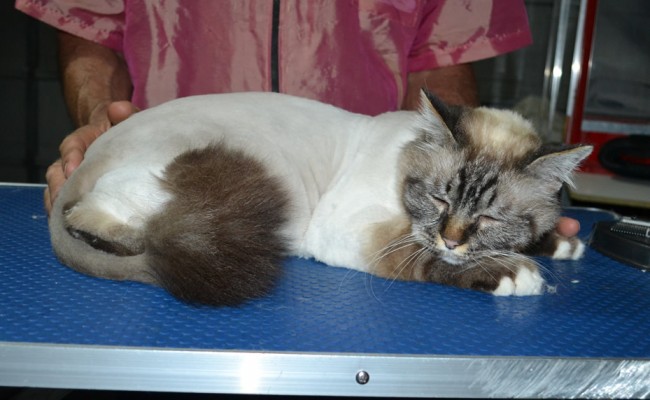 Shiva is a Birman. He had his fur shaved down, nails clipped, ears cleaned and a wash n blow dry.
