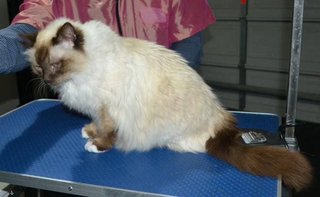 Layton is a Burman. He had his fur shaved down, nails clipped and ears cleaned.