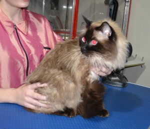 Jack is a Ragdoll. He had his fur shaved down, Nails clipped and ears cleaned.