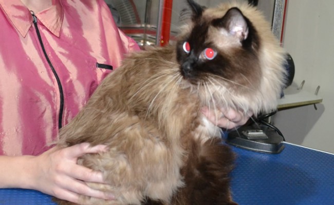 Jack is a Ragdoll. He had his fur shaved down, Nails clipped and ears cleaned.
