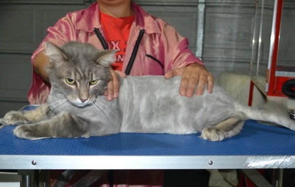 Ruben is a Domestic X Maincoone. He had his matted fur shaved down, nails clipped, ears cleaned and a wash n blow dry.