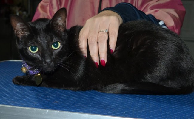 Sky is a Short hair domestic. She had her fur shaved down, nails clipped ears cleaned, a wash n blow dry and a full set of Yellow Softpaws.