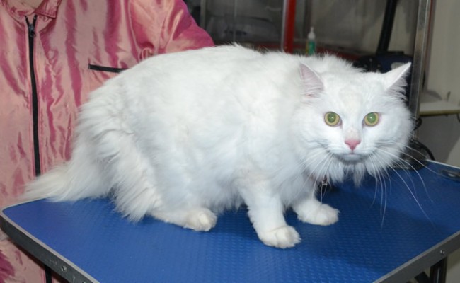 Moche’ is a Long hair domestic. He had his matted fur shaved off, nails clipped and ears cleaned.