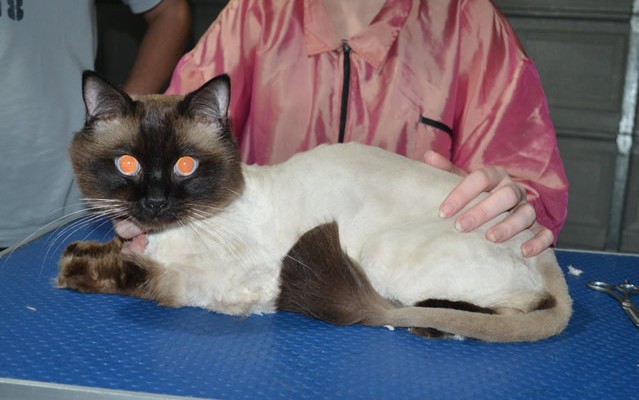 Jack is a Ragdoll. He had his fur shaved down, Nails clipped and ears cleaned.
