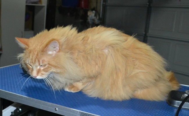Katut is a Long Hair Domestic. He had his matted fur shaved down, nails clipped and ears cleaned