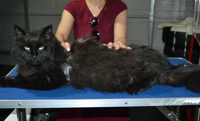 Chichi is a Long hair domestic. She had her matted fur shaved down, nails clipped, ears cleaned and a wash n blow dry.