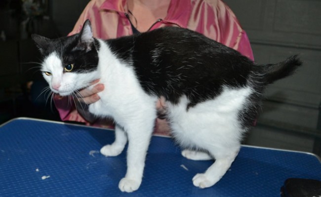 China is a Short Hair Domestic. She had her fur shaved down, Nails clipped and ears cleaned.