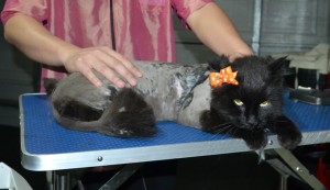 Chichi is a Long hair domestic. She had her matted fur shaved down, nails clipped, ears cleaned and a wash n blow dry.