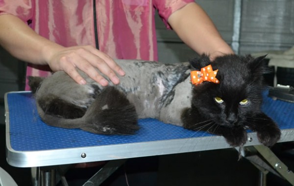 Chichi is a Long hair domestic. She had her matted fur shaved down, nails clipped, ears cleaned and a wash n blow dry.