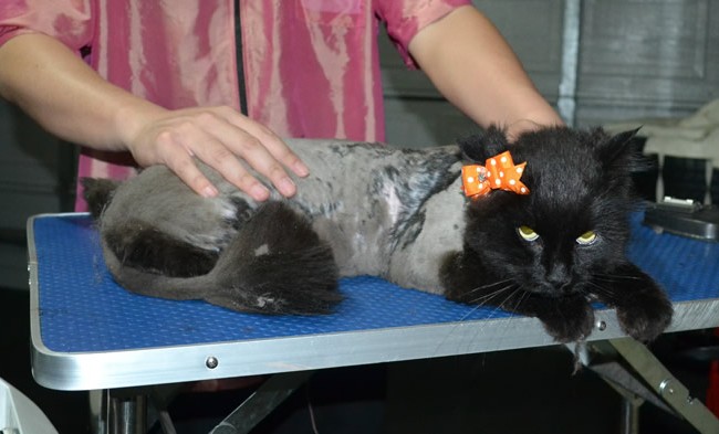 Chichi is a Long hair domestic. She had her matted fur shaved down, nails clipped, ears cleaned and a wash n blow dry.