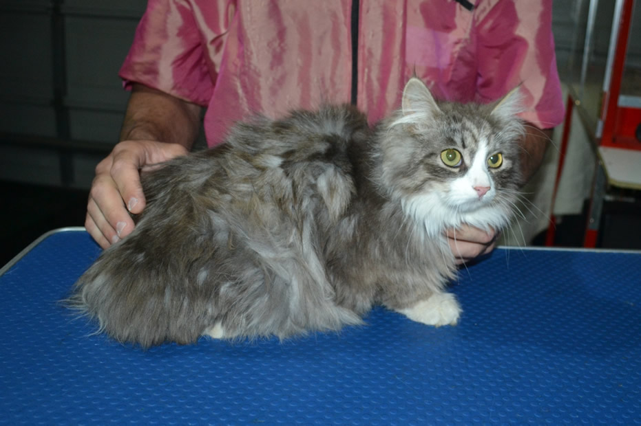 Archie is a Siberian. He had his matted fur shaved down, nails clipped, ears cleaned and a wash n blow dry.