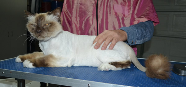 Layton is a Burman. He had his fur shaved down, nails clipped and ears cleaned.