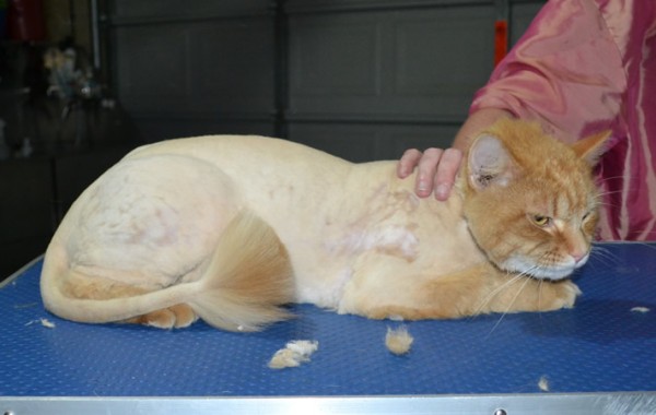 Katut is a Long Hair Domestic. He had his matted fur shaved down, nails clipped and ears cleaned